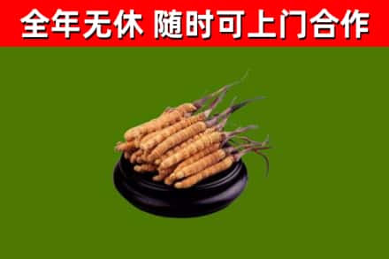 浑源回收冬虫夏草