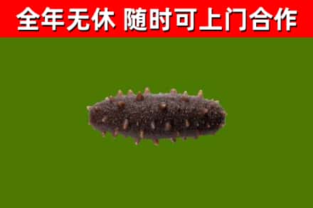 浑源回收海参干